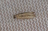 Bactra venosana