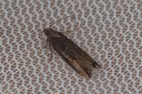 Bactra venosana