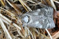 Cossus cossus