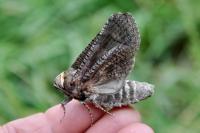 Cossus cossus