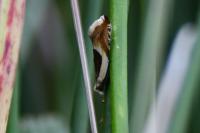 Ancylis badiana
