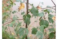 Phyllonorycter ulmifoliella