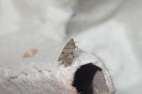 Borkhausenia nefrax