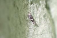 Elachista stabilella