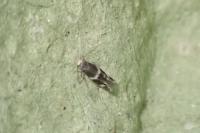 Elachista stabilella