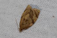 Adoxophyes orana