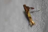 Caloptilia