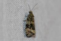 Celypha lacunana