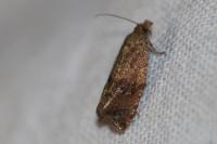 Celypha striana