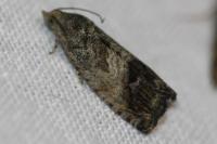 Cydia fagiglandana/splendana
