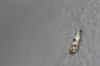 Elachista maculicerusella