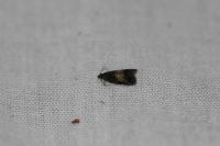 Endothenia nigricostana