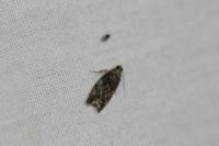 Epinotia nisella/cinereana