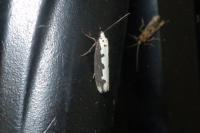 Ethmia bipunctella