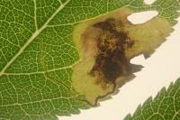 Stigmella plagicolella