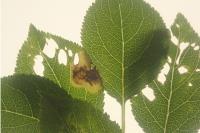 Stigmella plagicolella