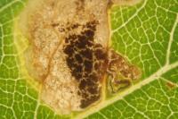 Ectoedemia spinosella