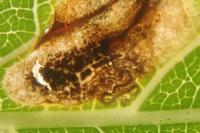 Ectoedemia spinosella