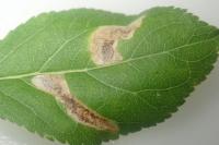 Ectoedemia spinosella