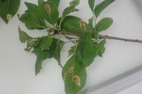 Ectoedemia spinosella