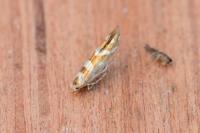 Argyresthia goedartella