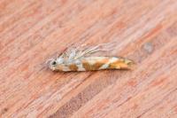 Argyresthia goedartella