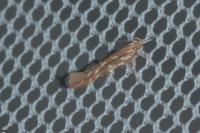 Pyroderces argyrogrammos