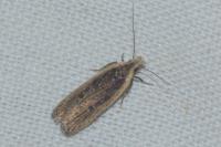 Nothris congressariella