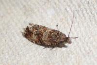 Celypha cespitana