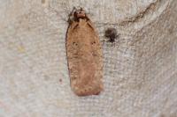 Agonopterix
