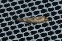 Scythris limbella
