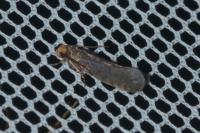 Cephimallota crassiflavella