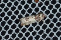 Epinotia thapsiana