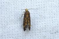Apodia bifractella