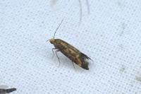 Apodia bifractella