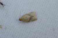 Clepsis consimilana