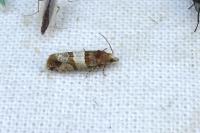 Lobesia indusiana/limoniana