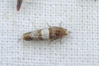 Lobesia indusiana/limoniana