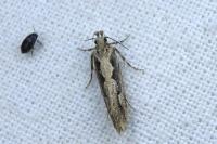 Ornativalva plutelliformis