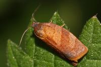 Cacoecimorpha pronubana