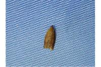 Clepsis consimilana