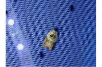 Acleris variegana