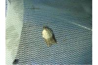 Acleris variegana
