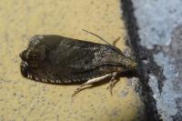 Cydia splendana