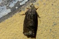 Cydia splendana