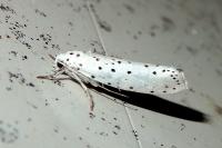 Yponomeuta