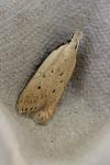 Nothris verbascella