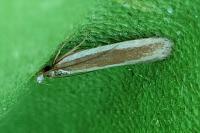 Dichomeris marginella