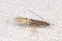 Cosmopterix pararufella