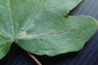 Stigmella aceris